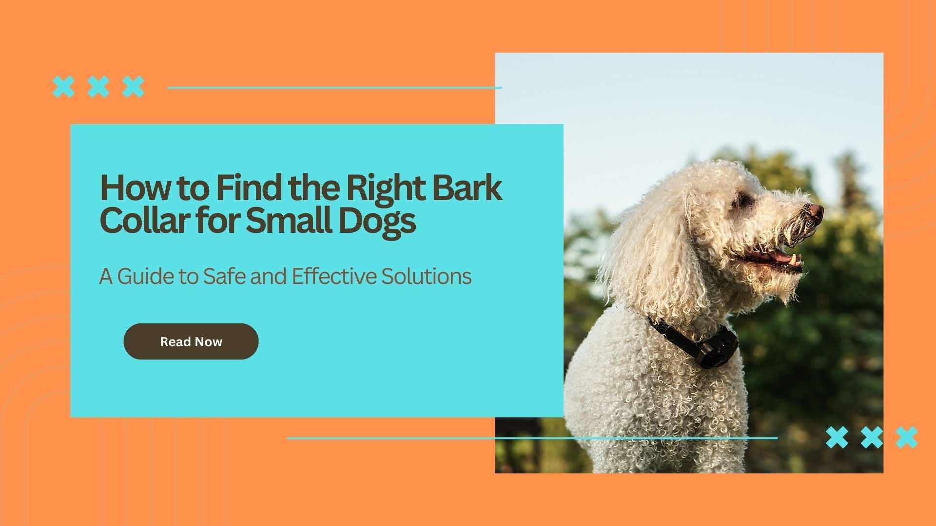 How to Find the Right Bark Collar for Small Dogs: A Guide to Safe and – Max Barks