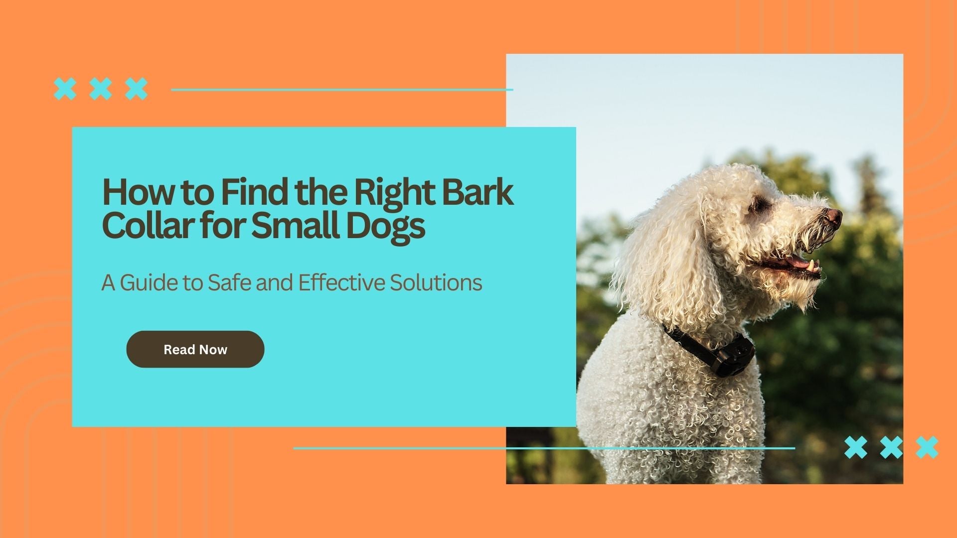 How to Find the Right Bark Collar for Small Dogs: A Guide to Safe and Effective Solutions