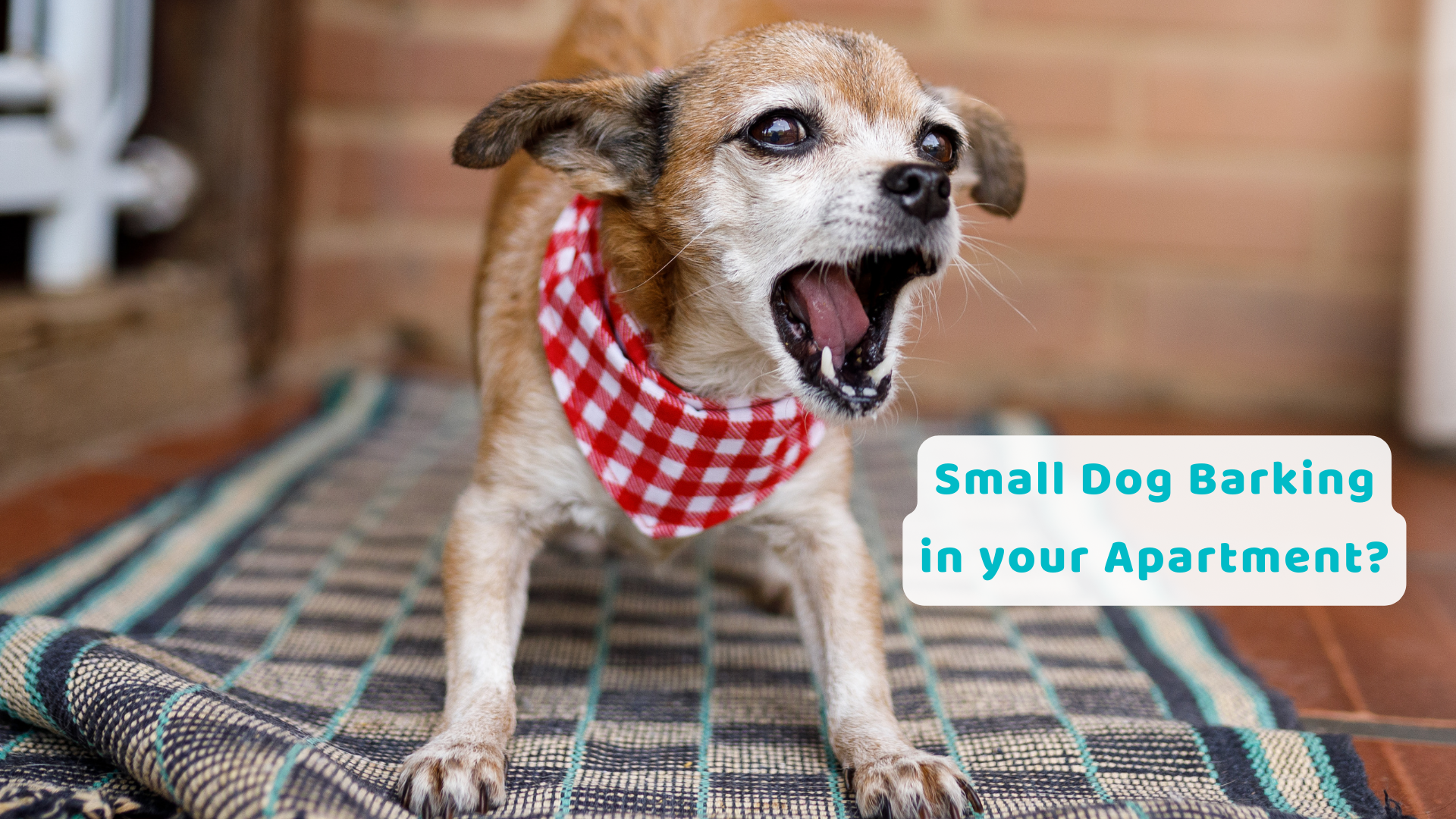 Reduce Dog Barking in Apartments: Explore the Gentle Technology Behind Maxbarks