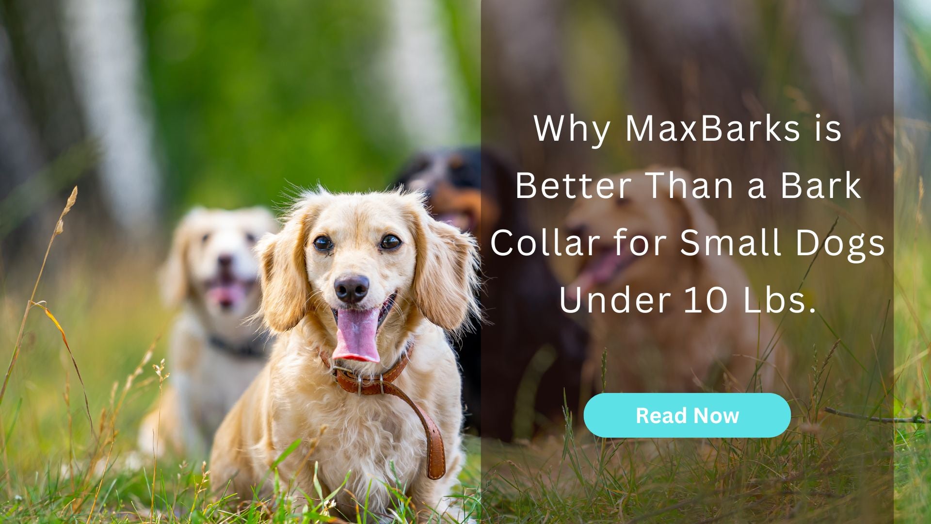 Why MaxBarks is Better Than a Bark Collar for Small Dogs Under 10 Lbs.